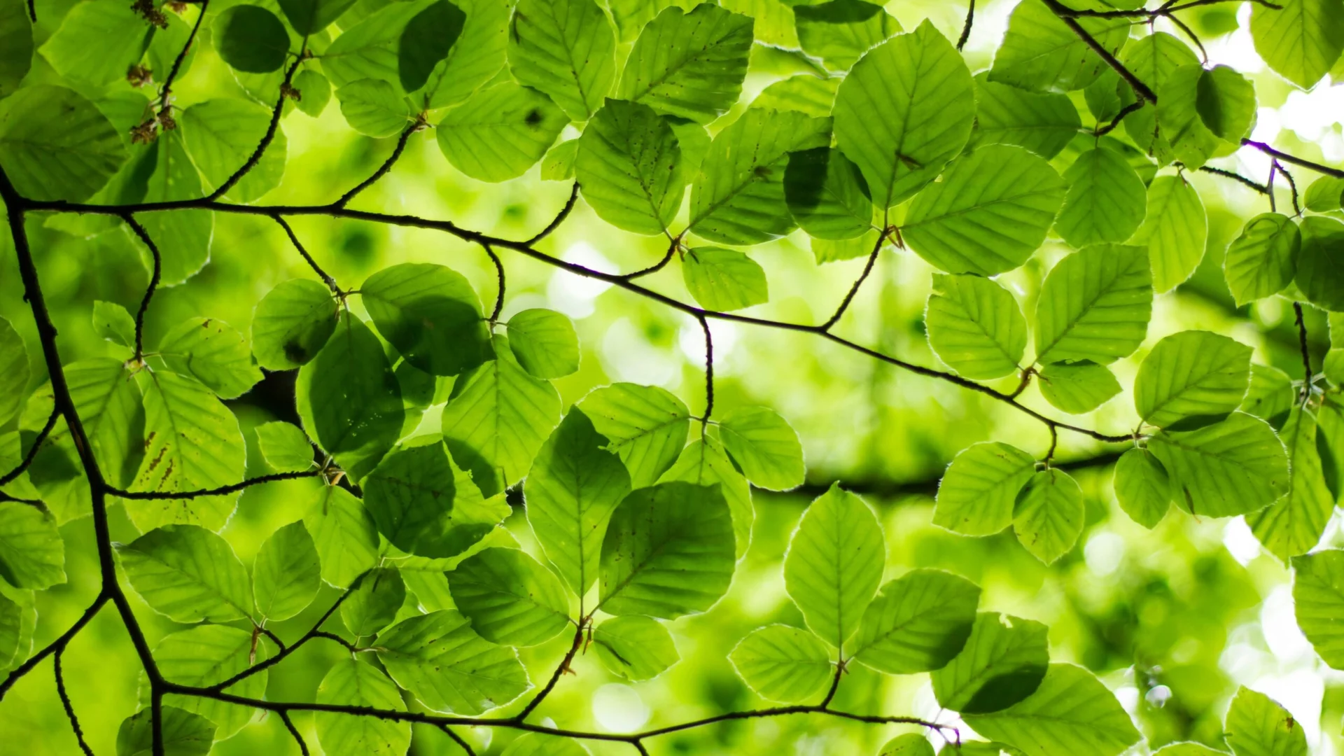 Zoom sur une branche et les feuilles vertes d'un arbre